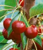 BALDUR Garten 1x Säulen-Süßkirsche 'Helena®', Kirschbaum, Produktbild-Vorschau 3