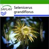 SAFLAX - královna noci - Selenicerus grandiflorus - 40 Náhled obrázku produktu 10