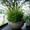 Green boutiQ - Bamboe - Fargesia rufa - Groen - 2 Planten - Voir les images du produit 4