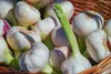 Pflanzknoblauch White Casablanca Produktbild-Vorschau 2