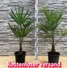 Trachycarpus fortunei Hanfpalme Gesamthöhe ca.  120 cm Produktbild-Vorschau 1