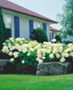 Hydrangea arborescens 'Annabelle', Schneeballhortensie, Produktbild-Vorschau 9