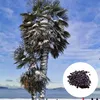 Nasiona palm - zestaw 10 sztuk - Mrozoodporna - Podgląd zdjęcia produktu 1