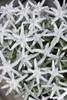 A close-up view of several white edelweiss flowers with green foliage. Produktbild-Vorschau