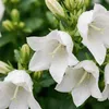 Bloomique - Zestaw 6 sztuk - Campanula Carpatica White Podgląd zdjęcia produktu 4