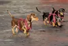 Kentucky Dogwear Harnais Velours Actif Beige XS (22-36cm) Voir les images du produit 1