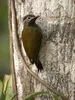CALVENDO Puzzle Gelbbauch Specht (Veniliornis dignus) | Produktbild-Vorschau 3
