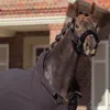 A horse wearing a black halter and blanket stands in front of a brick building. Anteprima dell’immagine prodotto