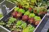 Gardena Micro-Drip-System Set Hochbeet/Beet (35 Pflanzen) Produktbild-Vorschau 8