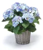 2er Set künstliche Hortensien im Korb blau H. 45cm D. 20cm Produktbild-Vorschau 2