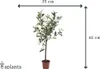 Emerald Künstlicher Mini Olivenbaum 65 cm Produktbild-Vorschau 7
