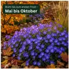 Stauden Gänge 5 x Geranium 'Rozanne ®' im 1 Liter Topf - Produktbild-Vorschau 5