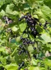 A close-up view of a black currant bush with ripe berries and green leaves. Anteprima dell’immagine prodotto