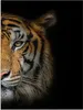 MuchoWow® Poster Tiger - Tiere - Porträt 30x40 cm - Produktbild-Vorschau 1