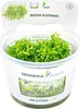 Teichlebermoos - Riccia fluitans Port. Produktbild-Vorschau 1
