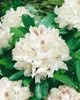 Rhododendron Hybr. 'Bismarck', rosa Blüten, 40–50 cm Produktbild-Vorschau 2