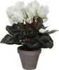 Mica Decorations Cyclamen Kunstpflanze im Blumentopf Stan - Produktbild-Vorschau 1