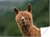 MuchoWow® Poster Alpaka - Fell - Braun 120x90 cm - Wandbild Produktbild-Vorschau 1