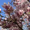 Bakker.com - Tulpen-Magnolie, Der topf / 2L / Lieferhöhe Produktbild-Vorschau 2
