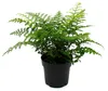 Asplenium dimorphum Parvati- besondere Farn-Sorten fürs Produktbild-Vorschau 1