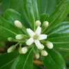 Austrálsky vavrín  – Pittosporum tobira 'Nanum'  | 25–30 cm Náhľad obrázku produktu 1