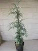 Cupressus glabra Blue Ice - Arizona Zypresse  80-100 Produktbild-Vorschau 1