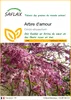 SAFLAX  - Arbre d'amour - 60 graines - Cercis Voir les images du produit 1