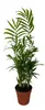 Zimmerpflanzen Set 4er: Alocasia Polly, Bogenhanf, Produktbild-Vorschau 2