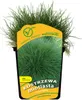 Kostrzewa miotlasta 1L Podgląd zdjęcia produktu 4