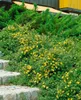 Potentilla 'Goldteppich', Fingerstrauch, gelb, ca. 9x9 cm Produktbild-Vorschau 4