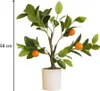 Dekoratívny pomarančovník, 58 cm Náhľad obrázku produktu 4