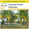 SAFLAX - Zestaw do uprawy - Kubańska Palma Królewska - 8 Podgląd zdjęcia produktu 7