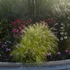 Stauden Gänge 3 x Pennisetum alopecuroides 'Hameln Gold ®' Produktbild-Vorschau 3