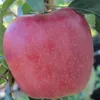 Gloster Apfelbaum - Buschbaum Topfballen (Versandzeit: Produktbild-Vorschau 4