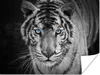 MuchoWow® Poster Tiere - Tiger - Schwarz und weiß - Augen - Produktbild-Vorschau 1