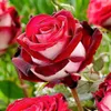 150 X gemischt Stil seltene Pflanzen mehrfarbige Rose Produktbild-Vorschau 4