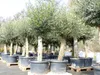 Olivenbaum Olive "60 Jahre" 200 - 240 cm, beste Qualität, Produktbild-Vorschau 3