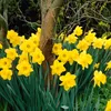 Bloomique - 15er-Mix - Narcissus Dutch Master - große gelbe Produktbild-Vorschau 5