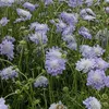 6 x veľká škabiola  - Scabiosa caucasica 'Perfecta'  | Náhľad obrázku produktu 2