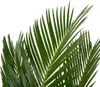 Bloomique - Cycas Revoluta - Palmfarn - Sagopalme - Palme - Produktbild-Vorschau 6