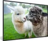 MuchoWow® MuchoWow® Gerahmtes Poster Alpakas - Tiere - Produktbild-Vorschau 1
