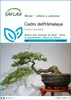 SAFLAX  - Cedro dell'Himalaya  - 35 semi - Cedrus Anteprima dell’immagine prodotto 1