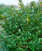Ilex meserveae 'Blue Prince', Stechpalme, immergrün, 40–50 Produktbild-Vorschau 2