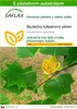 SAFLAX - Skutečný tulipánový strom - Liriodendron Náhled obrázku produktu 1