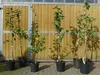Conference Birne Birnenbaum Obstbaum kleinbleibend Produktbild-Vorschau 2