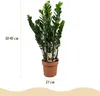 Green boutiQ - Zimmerpflanzen - Zamioculcas - ZZ-Pflanze - Produktbild-Vorschau 3