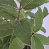 Kamtschatka-Heckenkirsche Indigo Gem 2L Produktbild-Vorschau 7