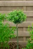 Ilex crenata 'Stokes', Japanische Stechpalme, immergrün, Produktbild-Vorschau 7