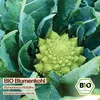 Samenliebe  Blumenkohl Samen | Romanesco Natalino - grün - Produktbild-Vorschau 4