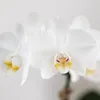 Sada rostlin Phalaenopsis orchidej Amabilis bílá & Náhled obrázku produktu 2